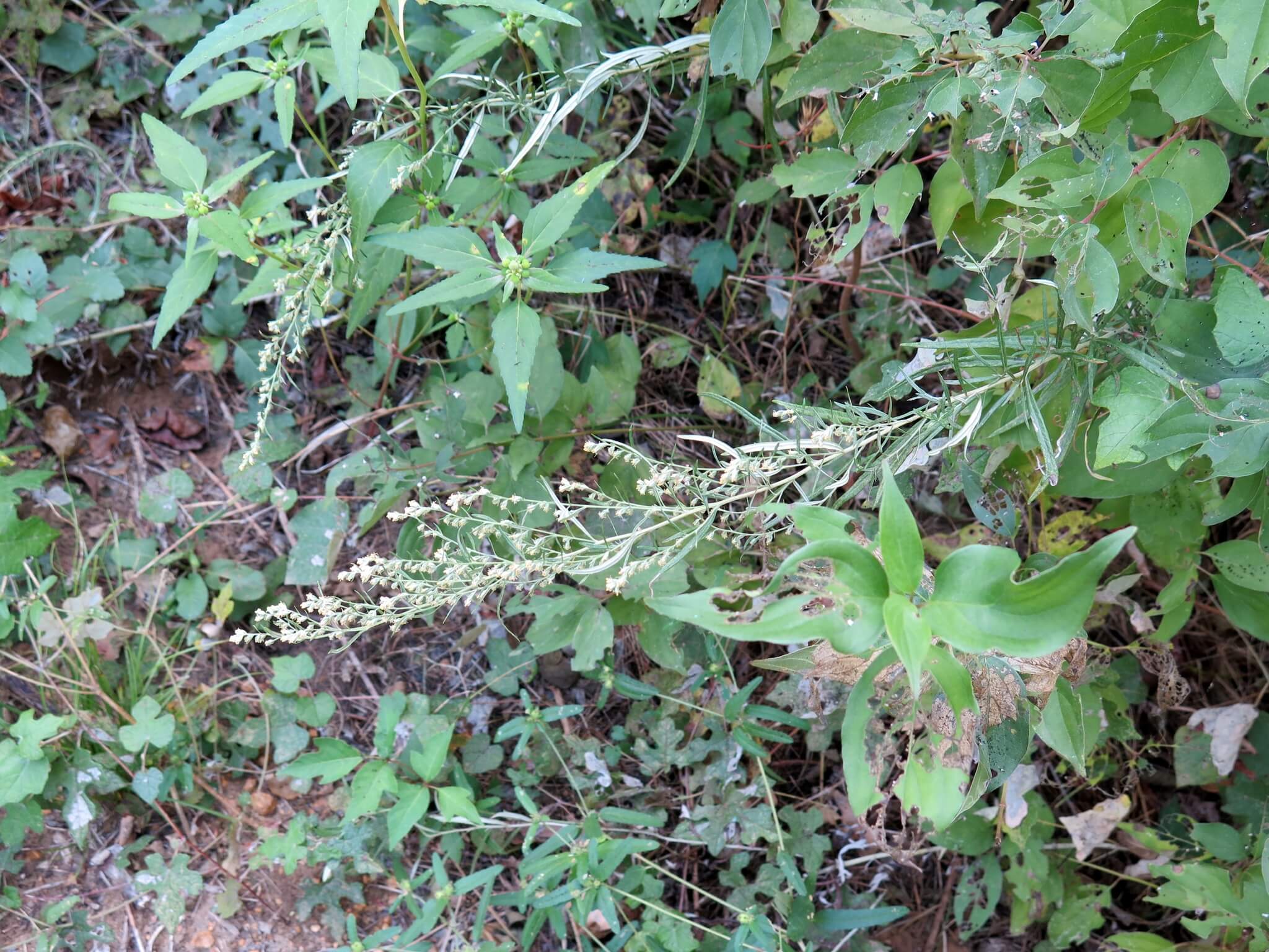 Artemisia ludoviciana ssp.mexicana